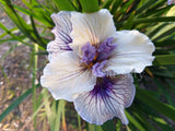 Pacific Coast Iris 'Blueberry Cream' [Sz:100 mm]