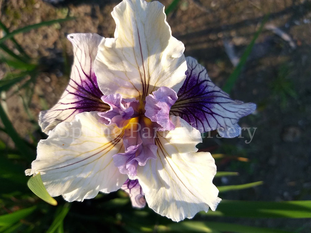 Pacific Coast Iris 'Blueberry Cream' [Sz:100 mm]