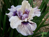 Pacific Coast Iris 'Blueberry Cream' [Sz:100 mm]