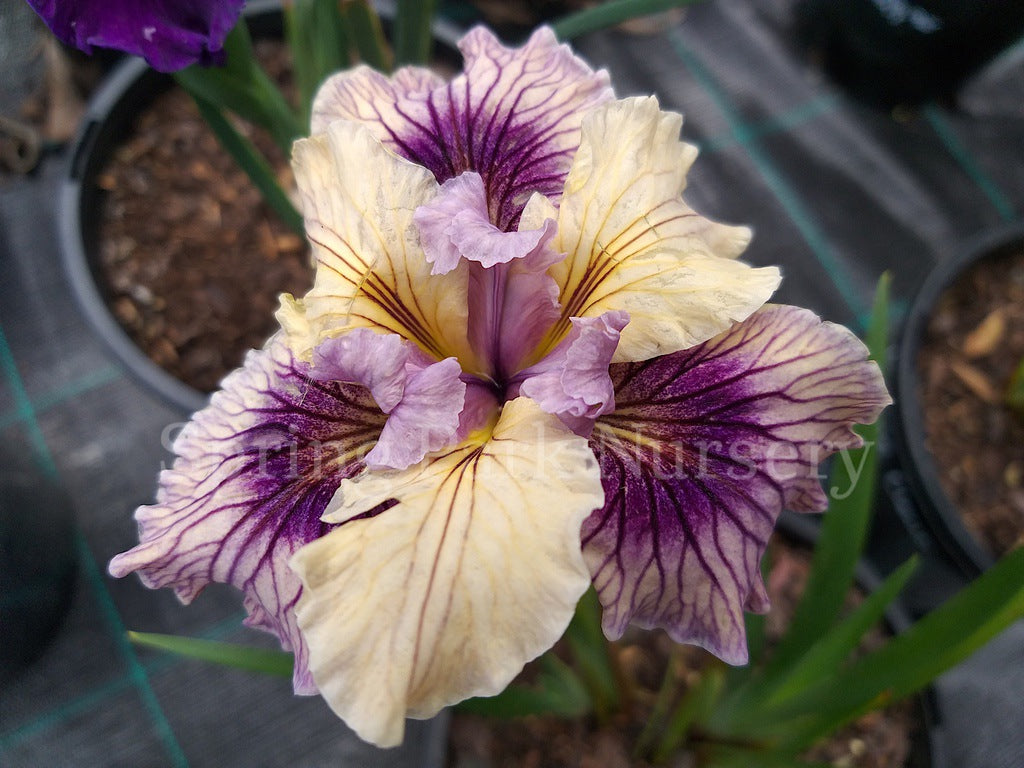 Pacific Coast Iris 'Blueberry Cream' [Sz:100 mm]