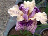 Pacific Coast Iris 'Blueberry Cream' [Sz:100 mm]