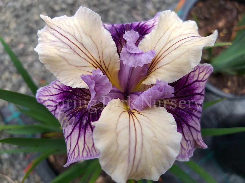 Pacific Coast Iris 'Blueberry Cream' [Sz:100 mm]