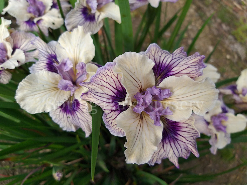 Pacific Coast Iris 'Blueberry Cream' [Sz:100 mm]