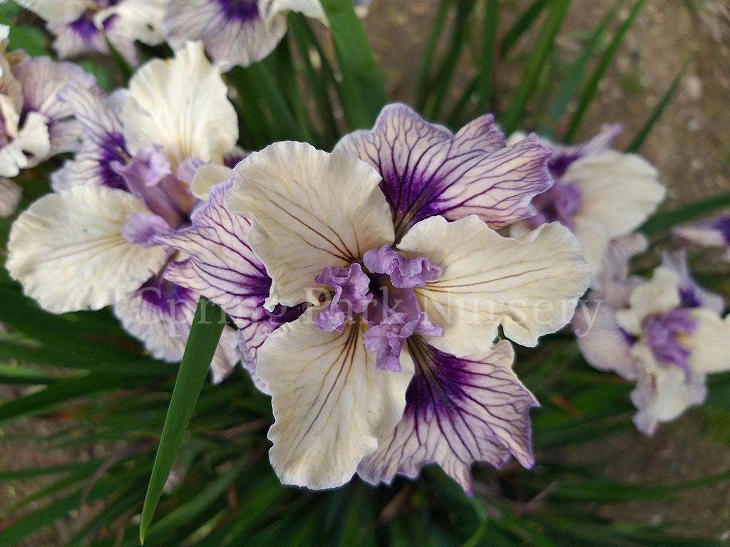 Pacific Coast Iris 'Blueberry Cream' [Sz:100 mm]