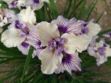 Pacific Coast Iris 'Blueberry Cream' [Sz:100 mm]