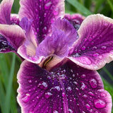 Pacific Coast Iris 'Purple Dream II' [Sz:100 mm]