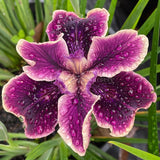 Pacific Coast Iris 'Purple Dream II' [Sz:100 mm]