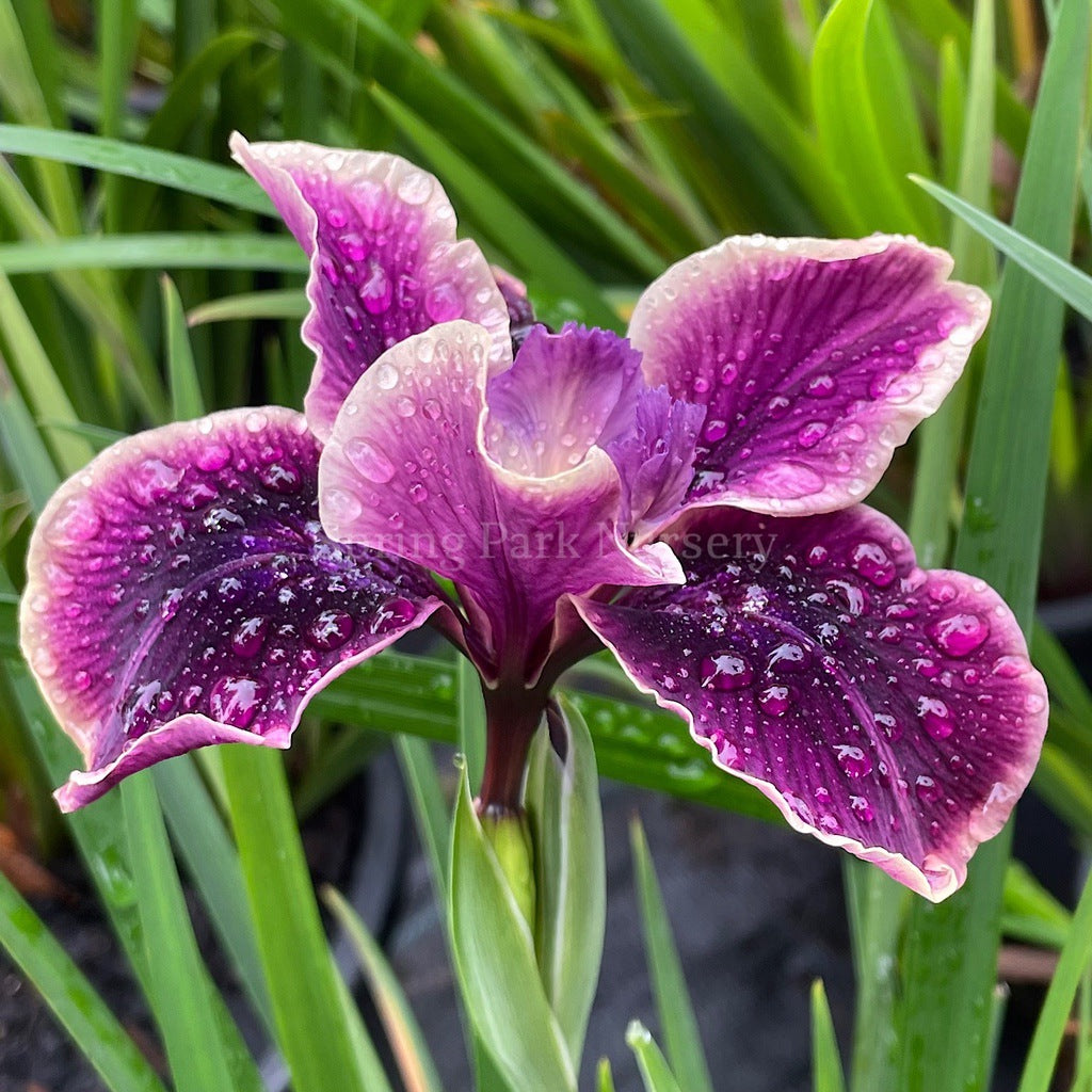 Pacific Coast Iris 'Purple Dream II' [Sz:100 mm]