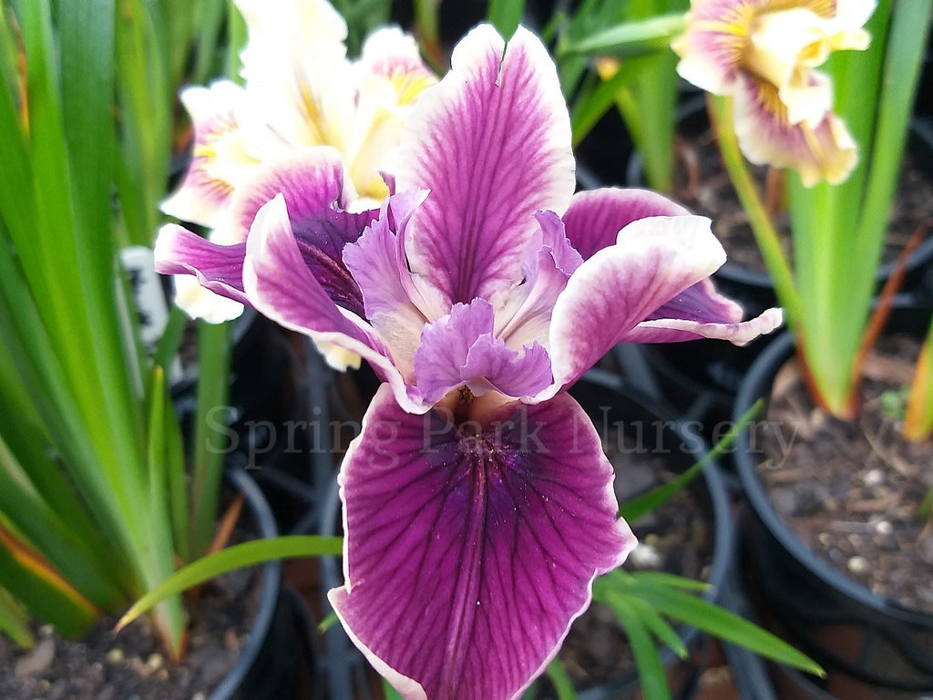 Pacific Coast Iris 'Purple Dream II' [Sz:100 mm]