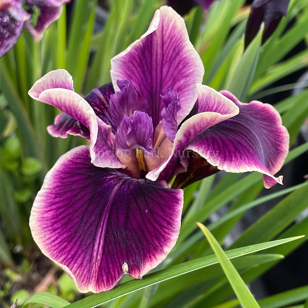 Pacific Coast Iris 'Purple Dream II' [Sz:100 mm]