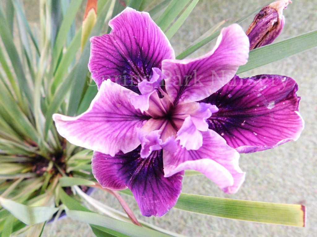 Pacific Coast Iris 'Purple Dream II' [Sz:100 mm]