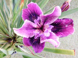 Pacific Coast Iris 'Purple Dream II' [Sz:100 mm]