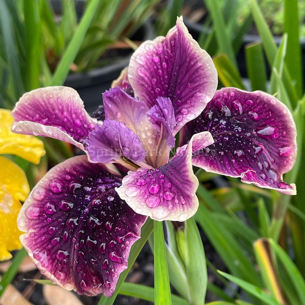 Pacific Coast Iris 'Purple Dream II' [Sz:100 mm]