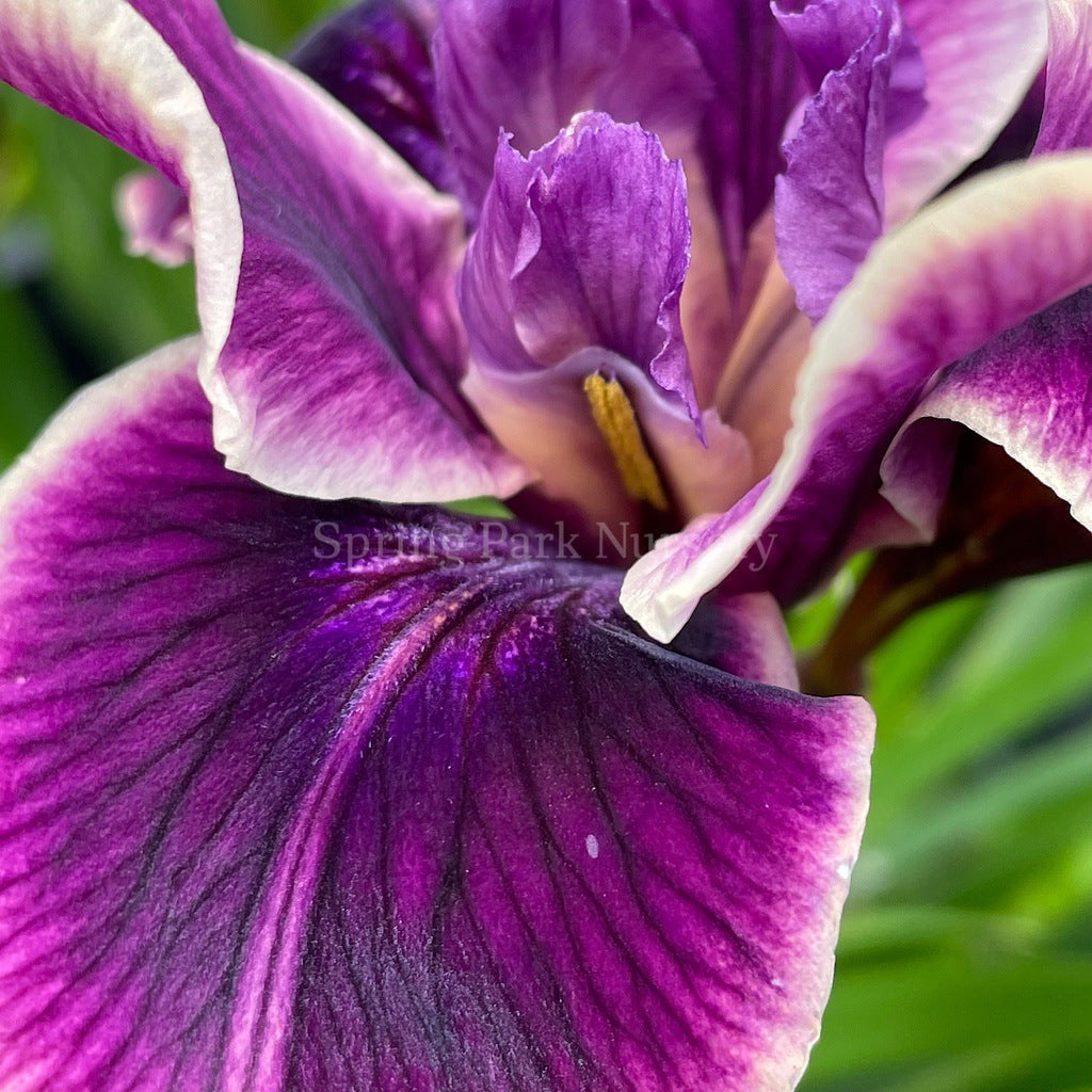 Pacific Coast Iris 'Purple Dream II' [Sz:100 mm]