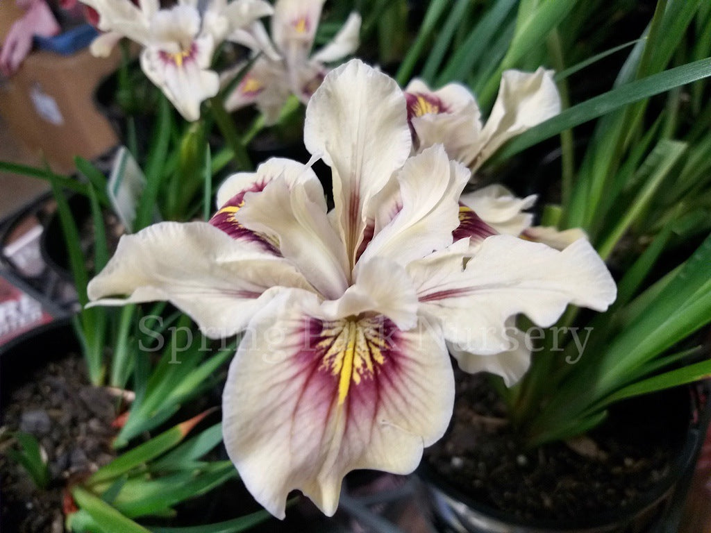 Pacific Coast Iris 'Felicity' [Sz:100 mm]