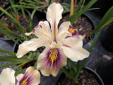 Pacific Coast Iris 'Felicity' [Sz:100 mm]