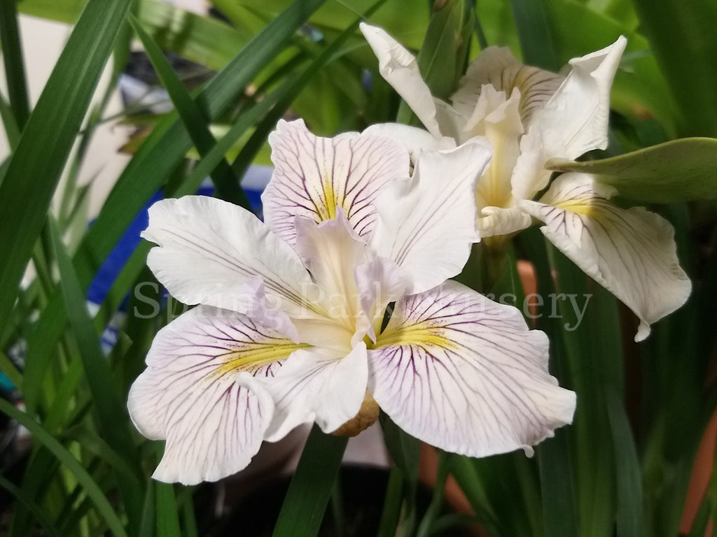 Pacific Coast Iris 'White' [Sz:100 mm]