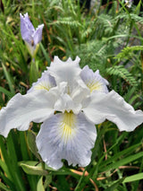 Pacific Coast Iris 'White' [Sz:100 mm]