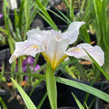 Pacific Coast Iris 'White' [Sz:100 mm]