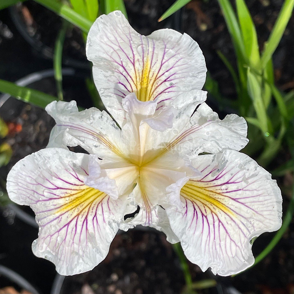 Pacific Coast Iris 'White' [Sz:100 mm]