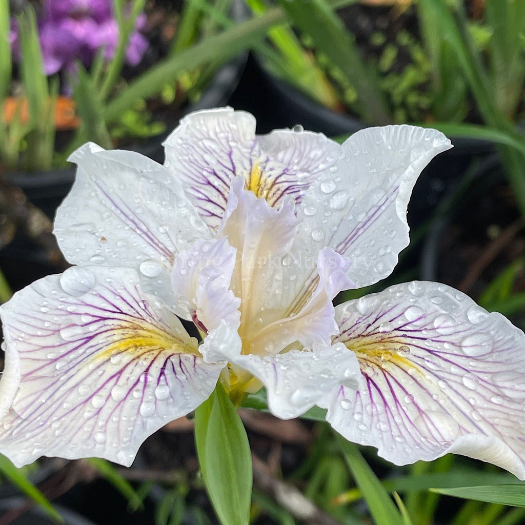 Pacific Coast Iris 'White' [Sz:100 mm]