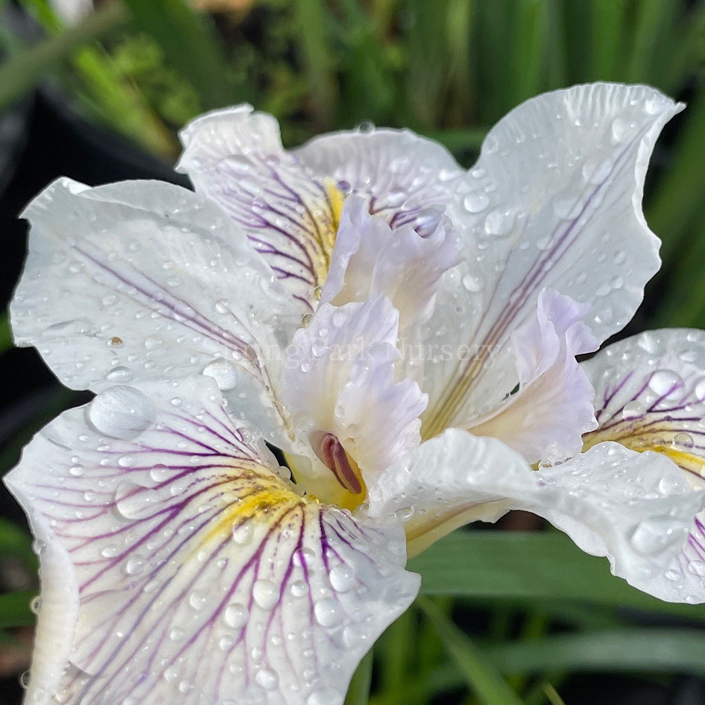 Pacific Coast Iris 'White' [Sz:100 mm]