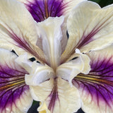 Pacific Coast Iris 'Purple Heart' [Sz:100 mm]