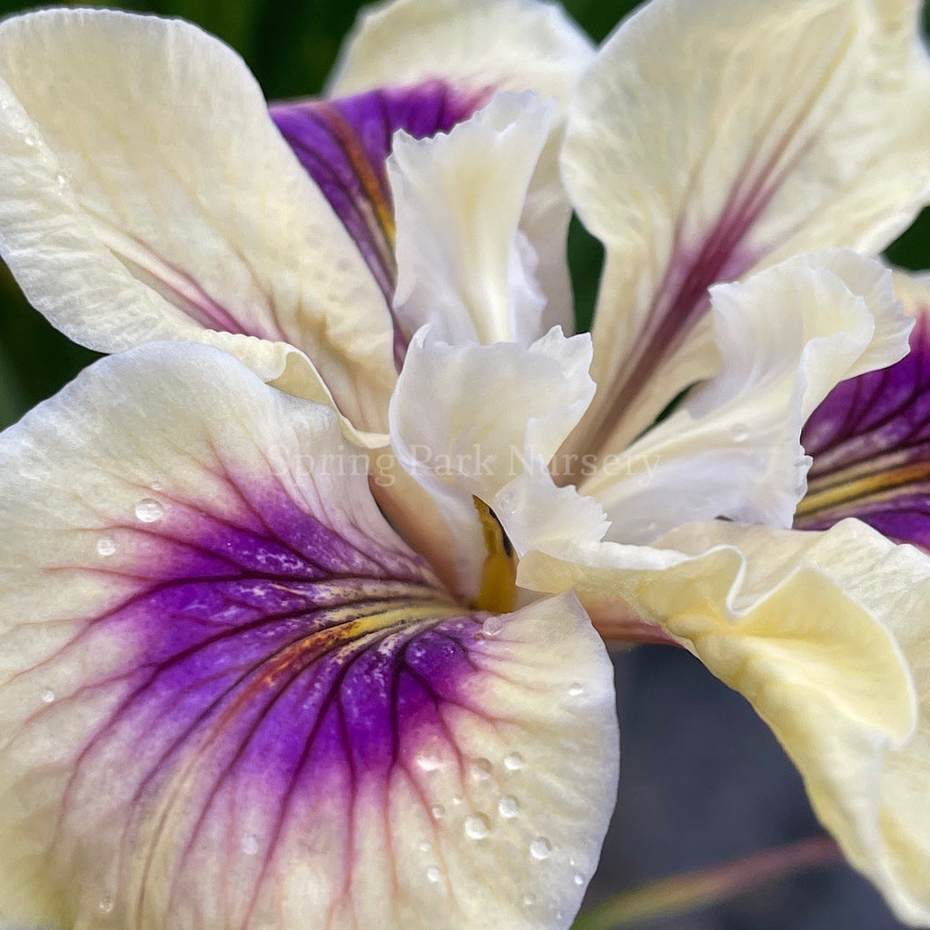 Pacific Coast Iris 'Purple Heart' [Sz:100 mm]