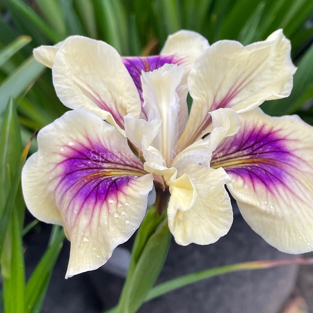 Pacific Coast Iris 'Purple Heart' [Sz:100 mm]