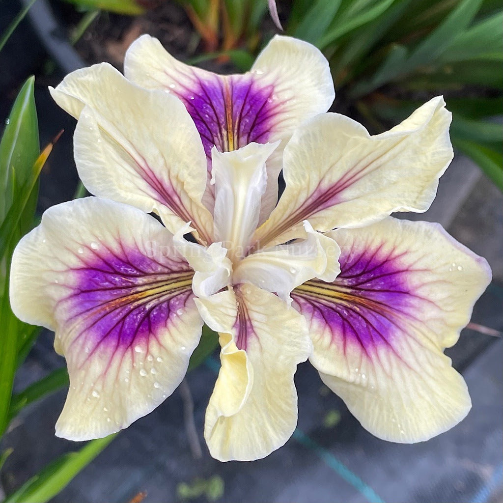 Pacific Coast Iris 'Purple Heart' [Sz:100 mm]