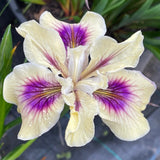 Pacific Coast Iris 'Purple Heart' [Sz:100 mm]