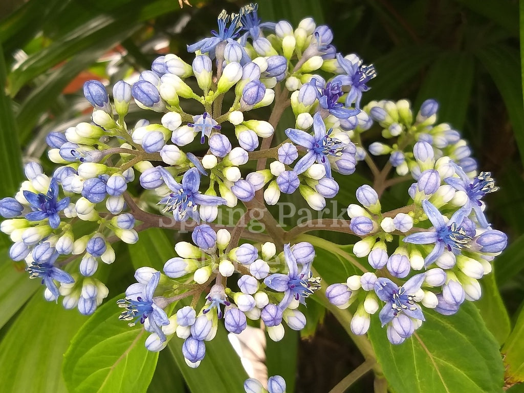 Dichroa febrifuga 'Blue Cap' [Sz:100 mm]