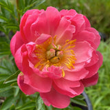 Herbaceous Peony 'Coral Charm' [Sz:Bare Rooted]