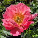 Herbaceous Peony 'Coral Charm' [Sz:Bare Rooted]