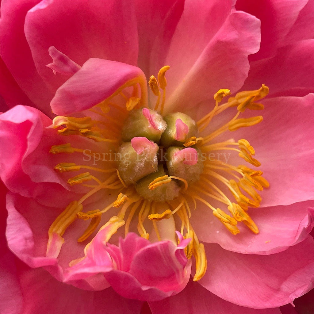 Herbaceous Peony 'Coral Charm' [Sz:Bare Rooted]