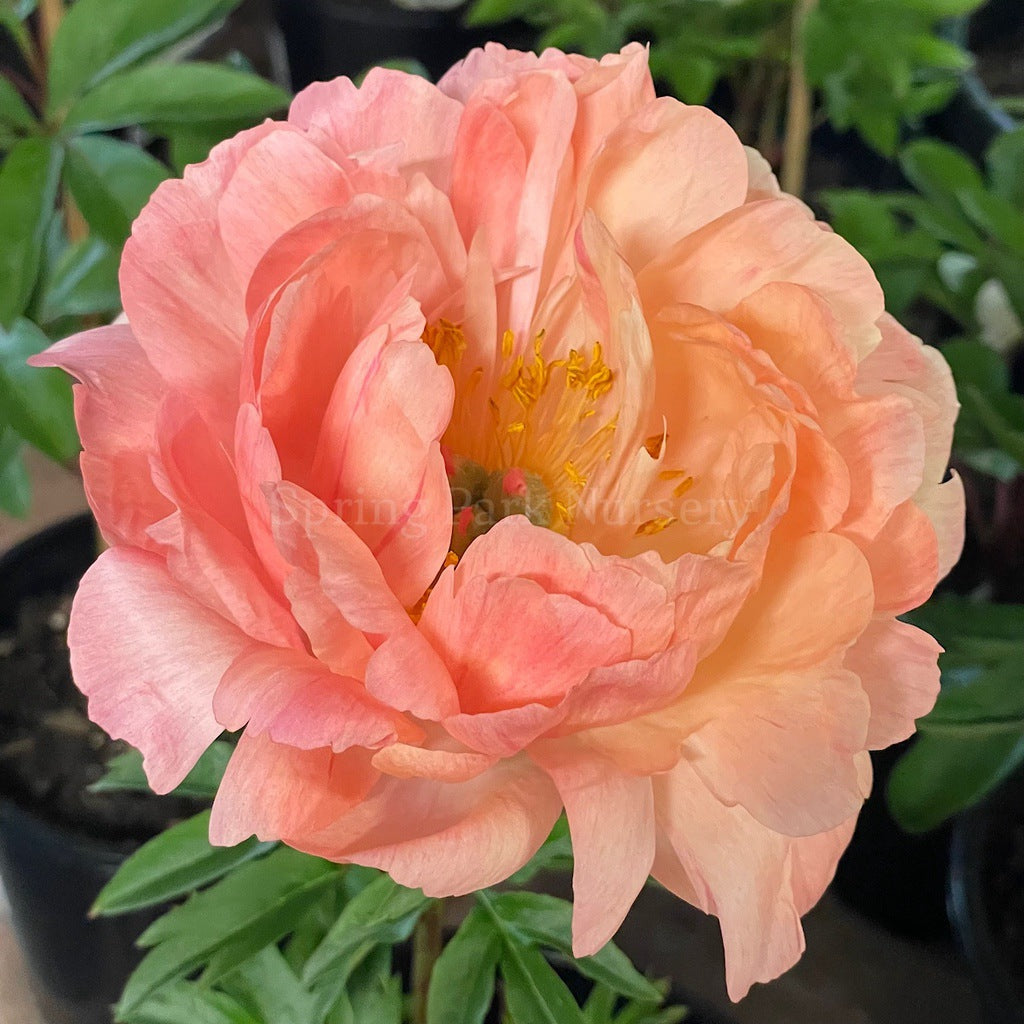 Herbaceous Peony 'Coral Charm' [Sz:Bare Rooted]