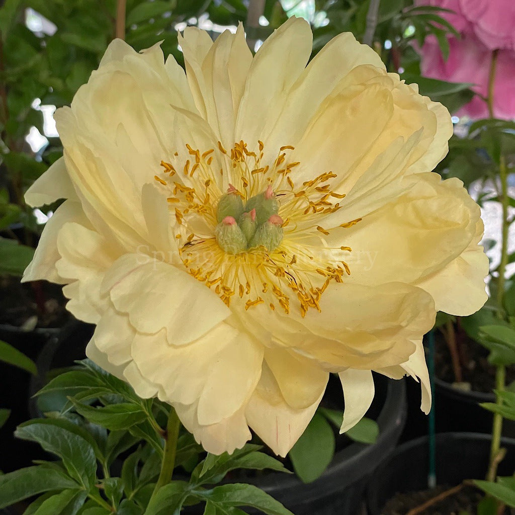 Herbaceous Peony 'Coral Charm' [Sz:Bare Rooted]