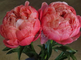 Herbaceous Peony 'Coral Charm' [Sz:Bare Rooted]