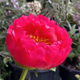 Herbaceous Peony 'Coral Charm' [Sz:Bare Rooted]