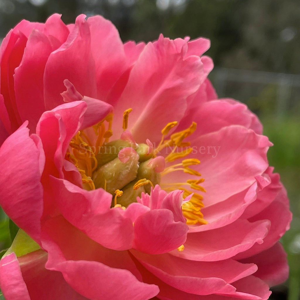 Herbaceous Peony 'Coral Charm' [Sz:Bare Rooted]