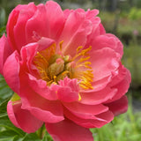 Herbaceous Peony 'Coral Charm' [Sz:Bare Rooted]