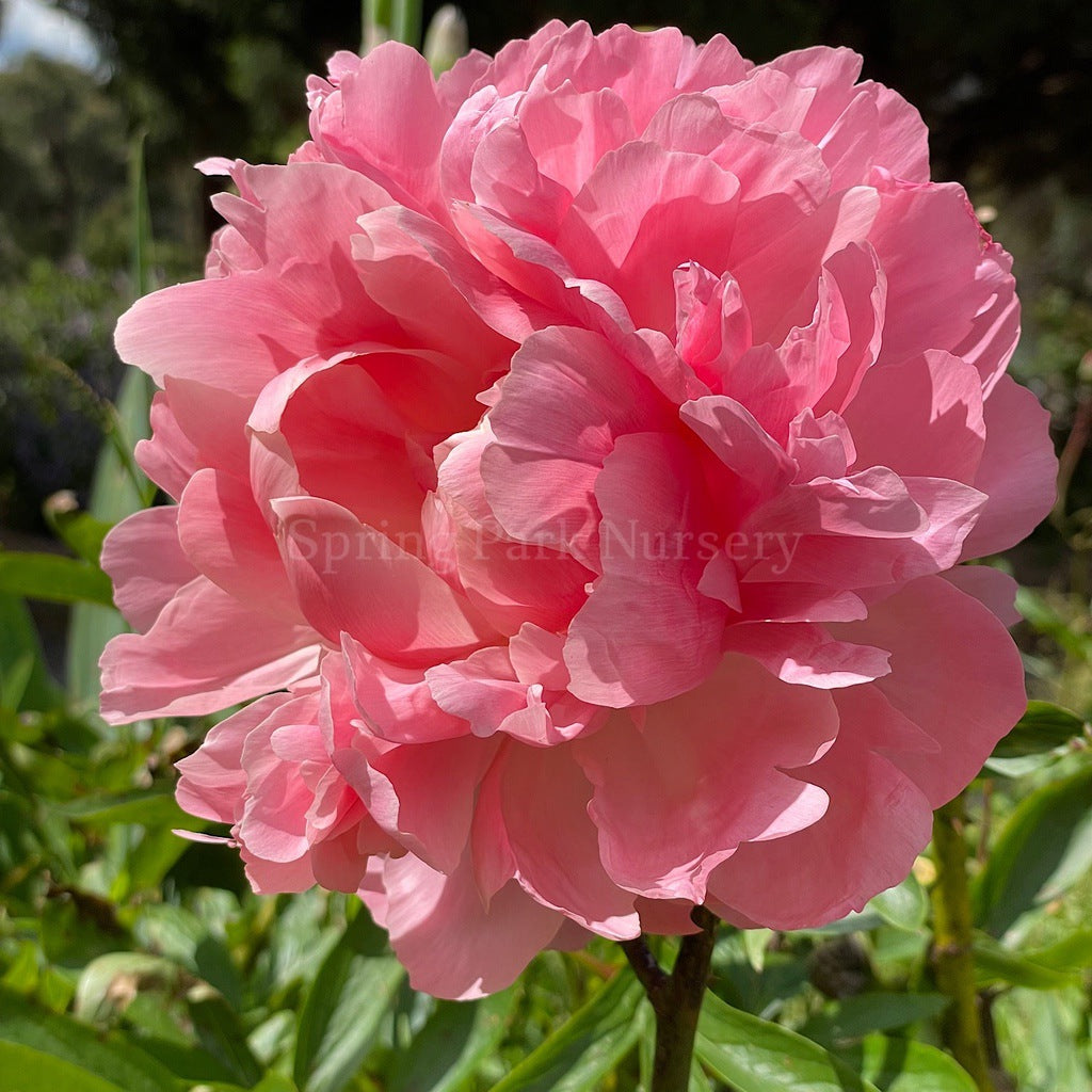 Herbaceous Peony 'Coral Charm' [Sz:Bare Rooted]