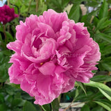 Herbaceous Peony 'Doctor Alexander Fleming' [Sz:Bare Rooted]