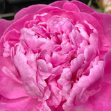 Herbaceous Peony 'Doctor Alexander Fleming' [Sz:Bare Rooted]