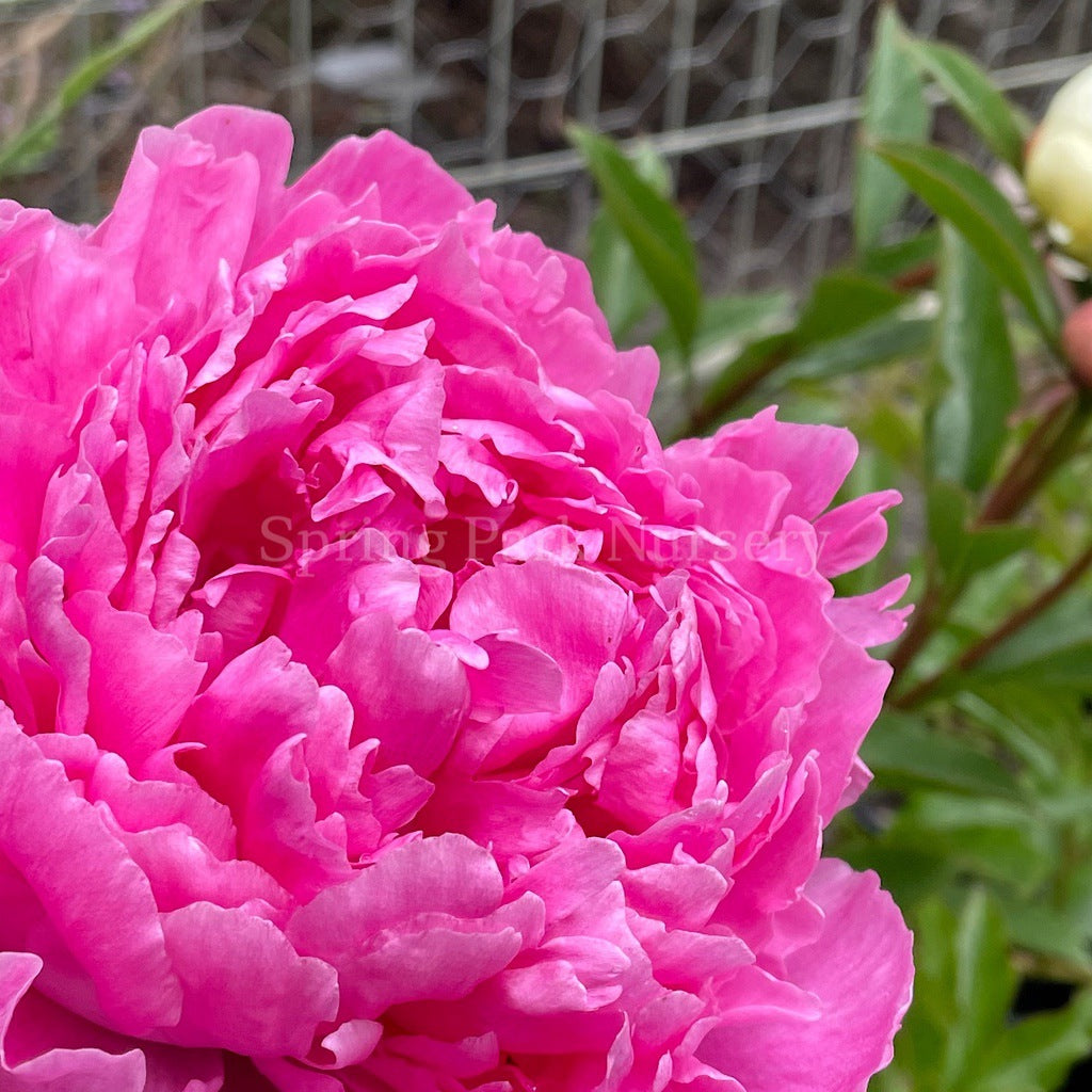 Herbaceous Peony 'Doctor Alexander Fleming' [Sz:Bare Rooted]