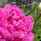 Herbaceous Peony 'Doctor Alexander Fleming' [Sz:Bare Rooted]