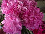 Herbaceous Peony 'Doctor Alexander Fleming' [Sz:Bare Rooted]