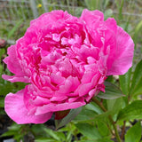 Herbaceous Peony 'Doctor Alexander Fleming' [Sz:Bare Rooted]