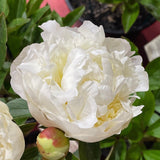 Herbaceous Peony 'Duchesse de Nemours' [Sz:Bare Rooted]