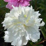 Herbaceous Peony 'Duchesse de Nemours' [Sz:Bare Rooted]